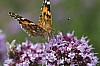 bild 3 - (c) r pattke.jpg